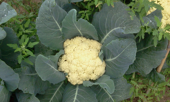 cauliflower_1