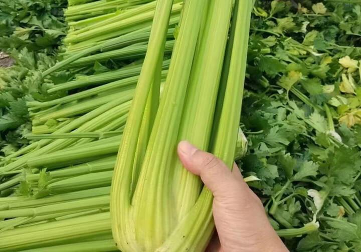 点击放大图片 吃西芹消耗的热量比获得的多。