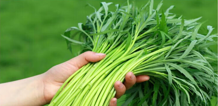 点击放大图片 蒌蒿满地芦芽短,正是河豚欲上时。