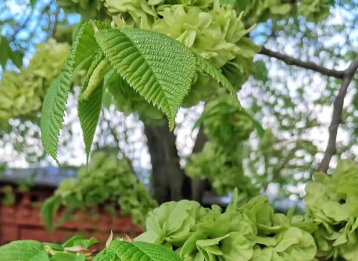 点击放大图片 风吹榆钱落如雨,绕林绕屋来复去。