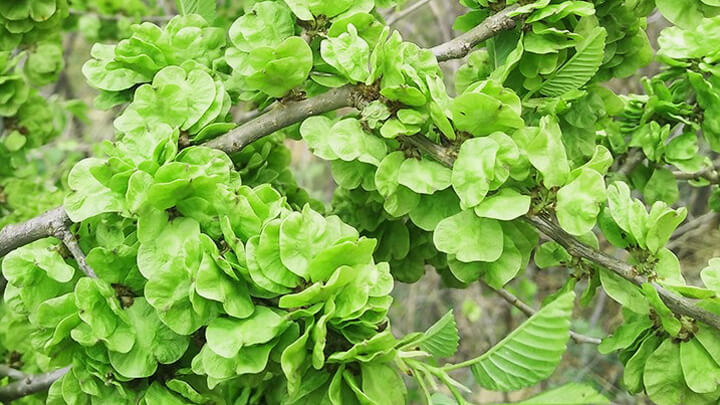 点击放大图片 风吹榆钱落如雨,绕林绕屋来复去。