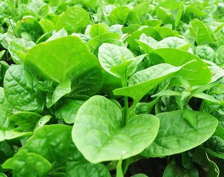 点击放大图片 滑似泥鳅、嫩如豆腐的木耳菜。