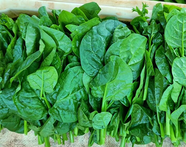 点击放大图片 滑似泥鳅、嫩如豆腐的木耳菜。