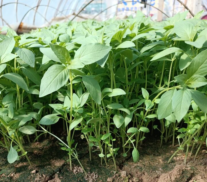 点击放大图片 假苏(荆芥)芳烈,能通神明,辟邪恶气。