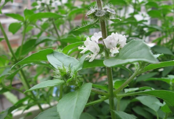点击放大图片 假苏(荆芥)芳烈,能通神明,辟邪恶气。