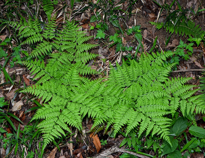 点击放大图片 陟彼南山,言采其蕨。