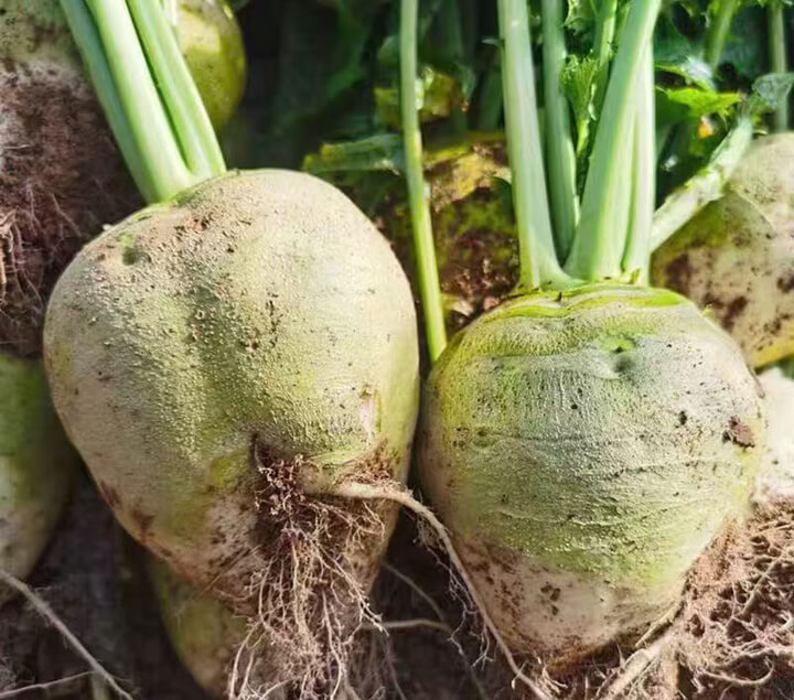 点击放大图片 大头菜,是个宝,荒年能顶半年饱。