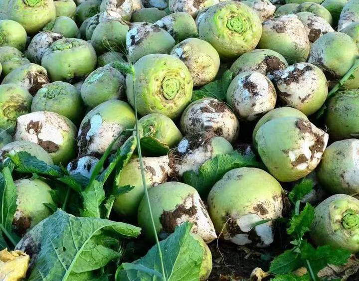 点击放大图片 大头菜,是个宝,荒年能顶半年饱。