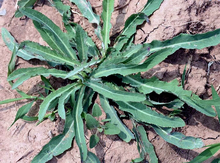 点击放大图片 莫嫌曲麻滋味苦,咽下艰辛岁月长。