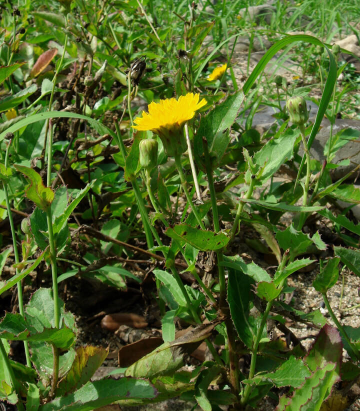 点击放大图片 莫嫌曲麻滋味苦,咽下艰辛岁月长。