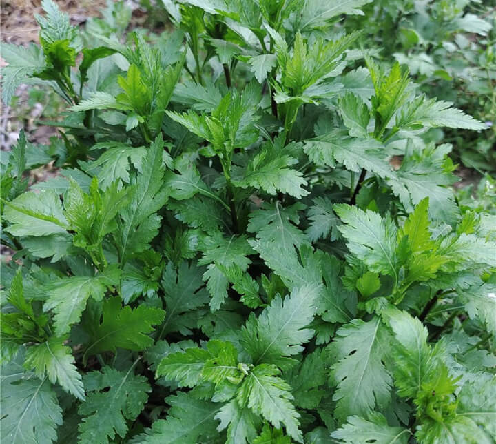 点击放大图片 野蔌山蔬次第尝,菊花脑嫩笋丝长。